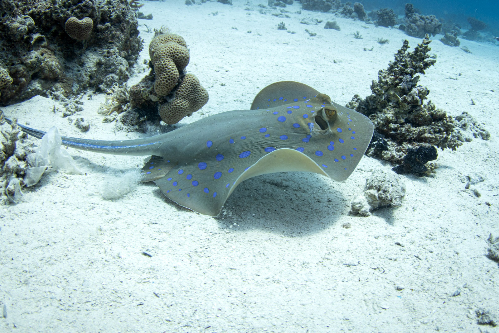Blue-spotted ray, 6m, Red Sea