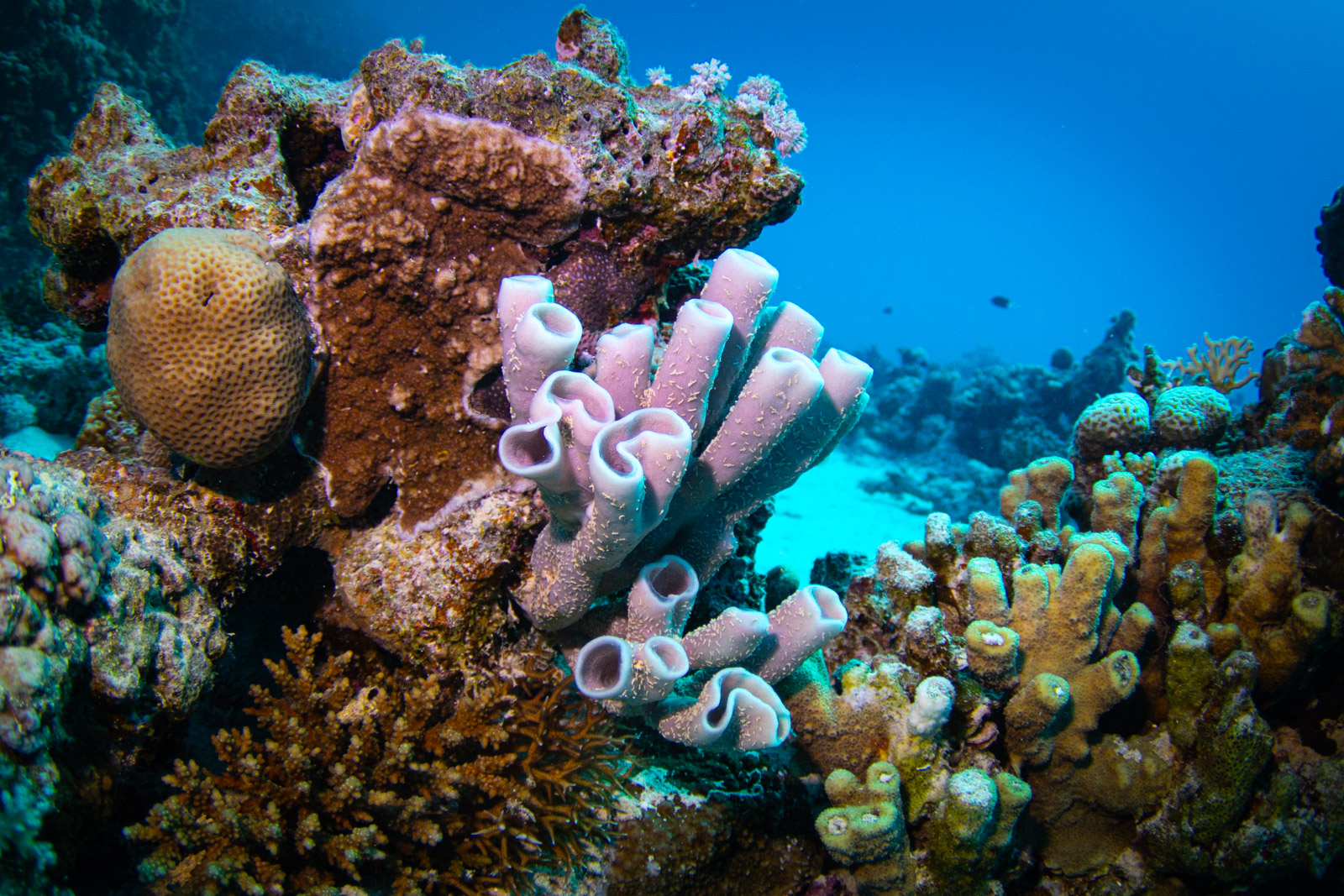 Tube sponge, 15m, Red Sea