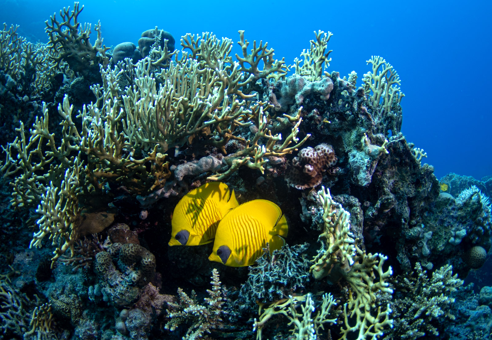 Masked butterflyfish, Red Sea