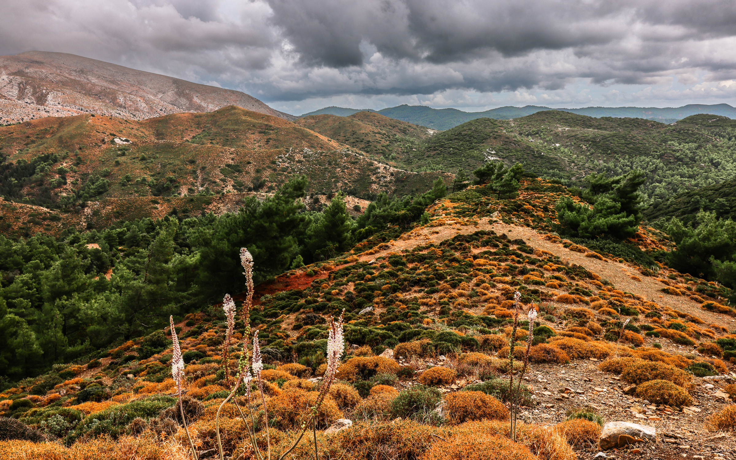 Orange scrub and pines on a ridge under dark clouds, with white sea squill flowers in the foreground