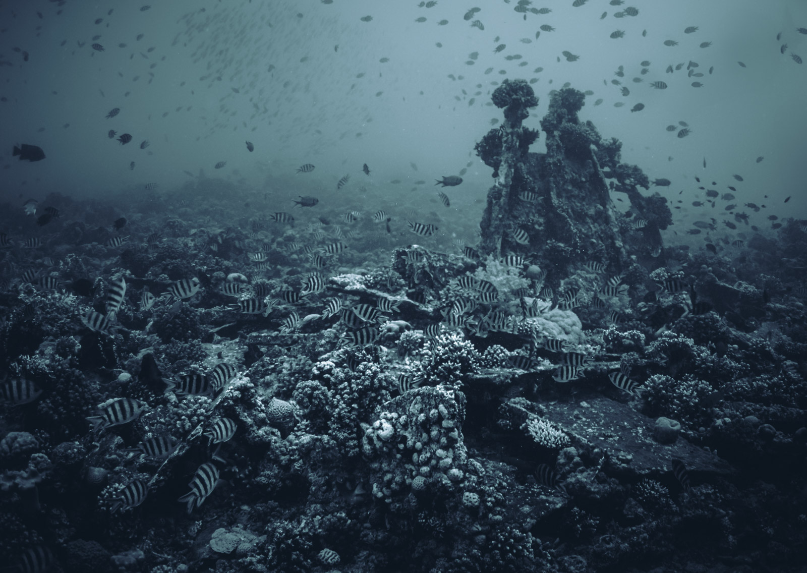 The shoal, Red Sea